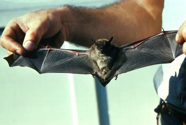Nuisance Wildlife