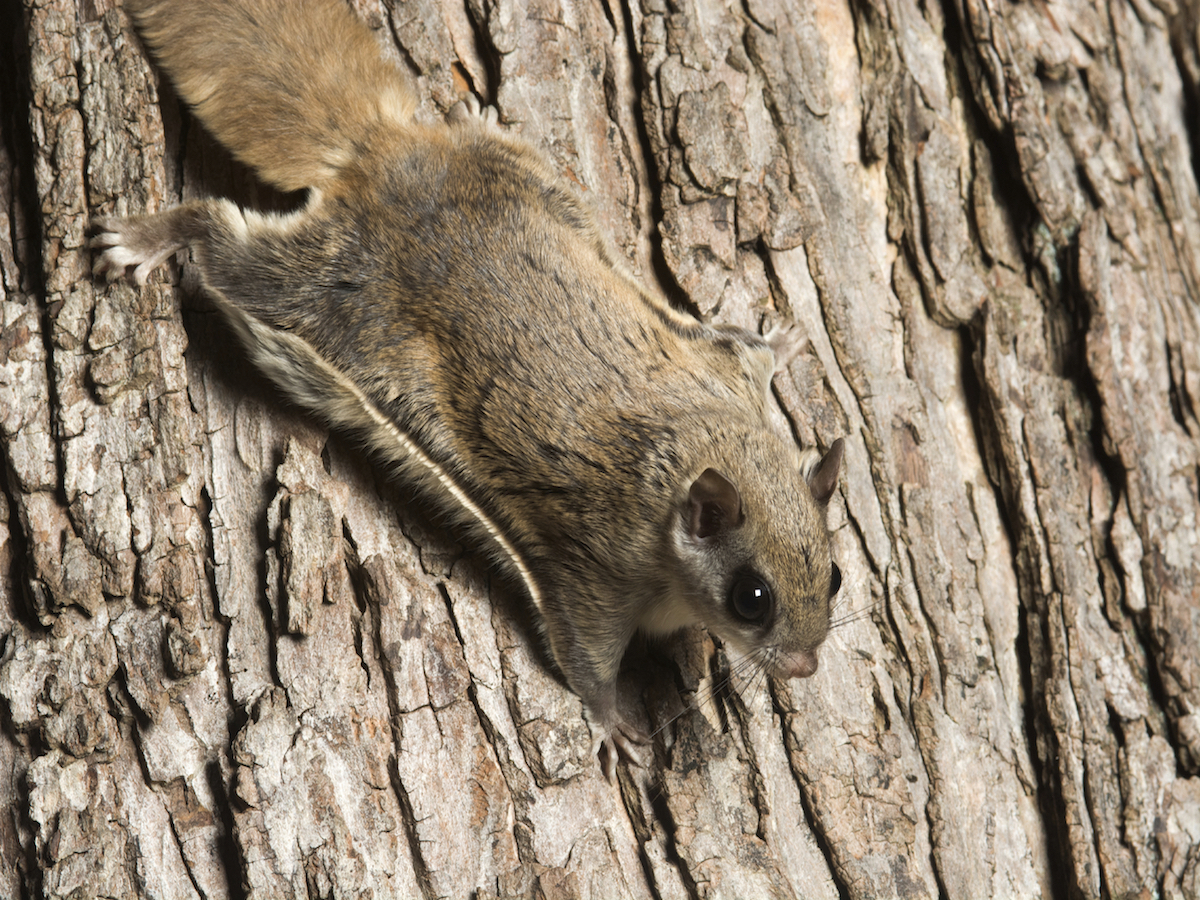 Flying Squirrels Glaucomys sabrinus/volans spp.