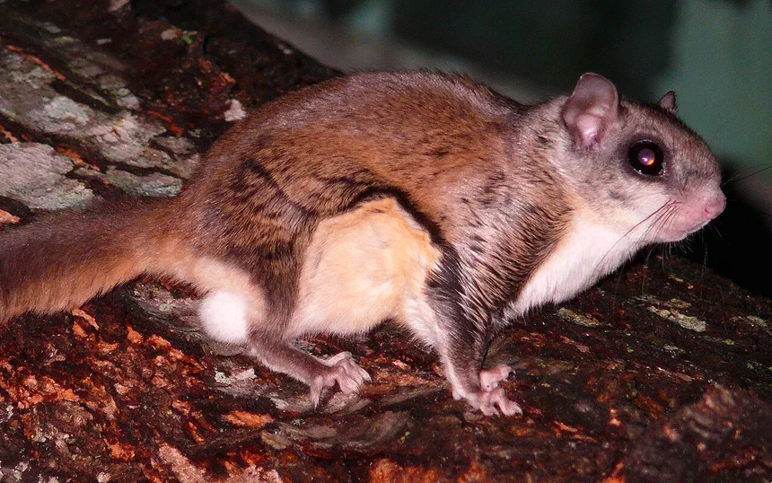 Flying Squirrels