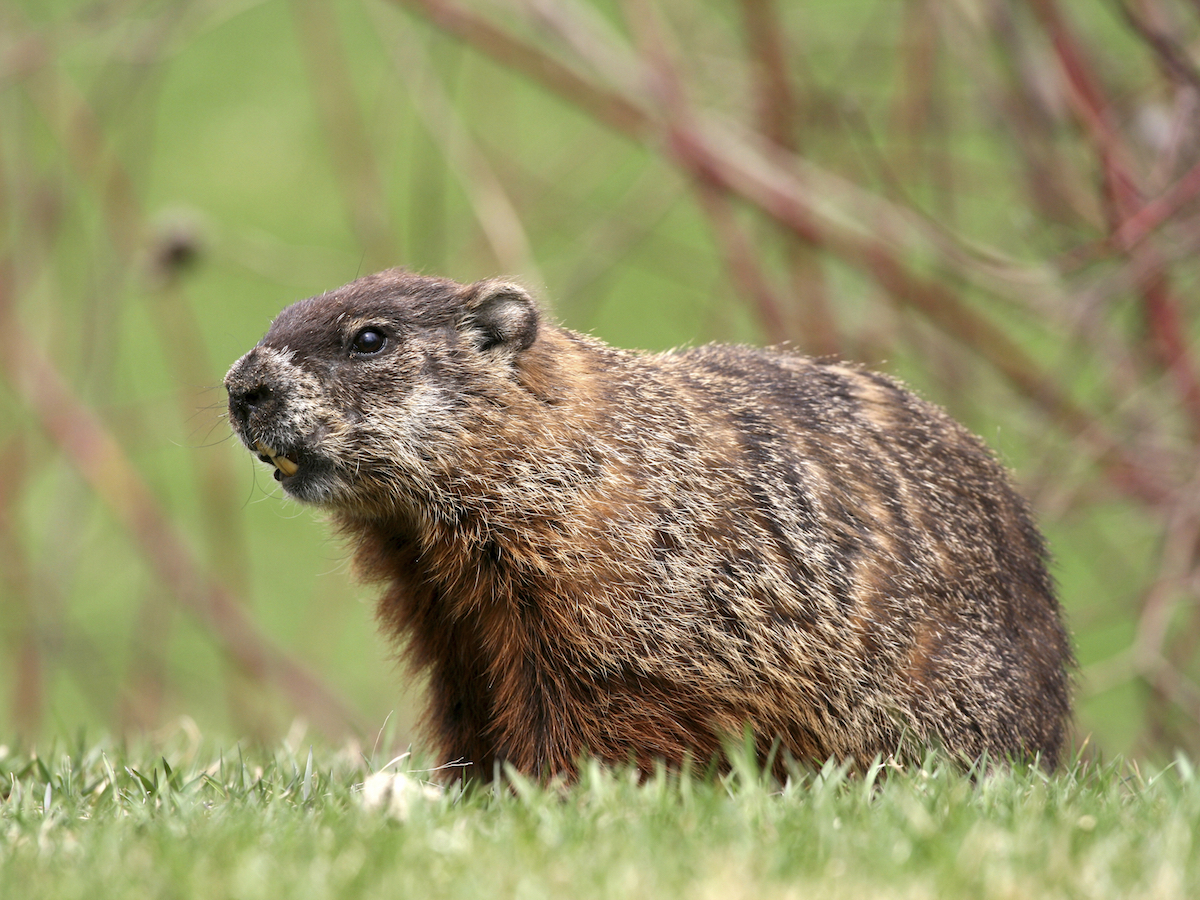 Groundhogs
