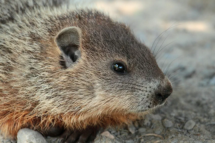 Groundhogs