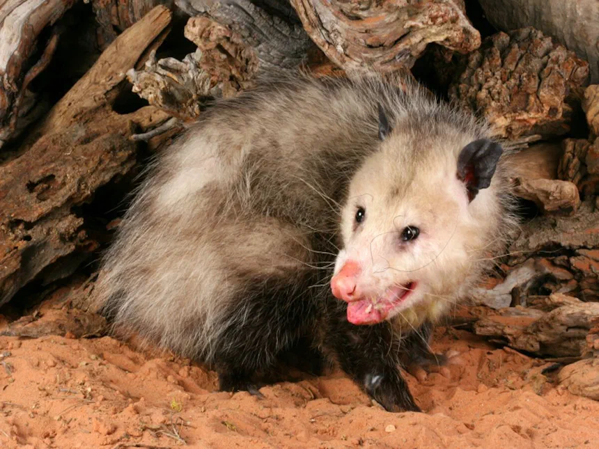 Opossums