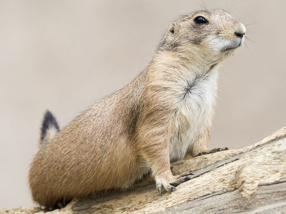 Prairie Dogs