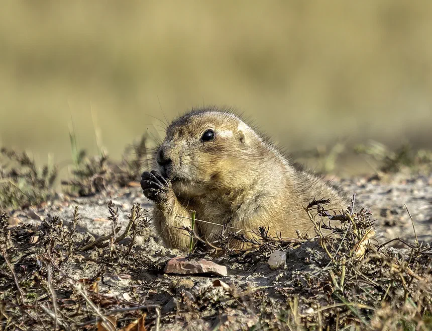 Prairie Dogs