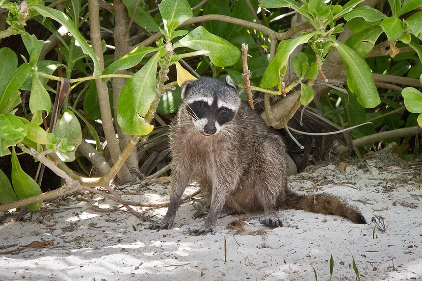 Raccoons