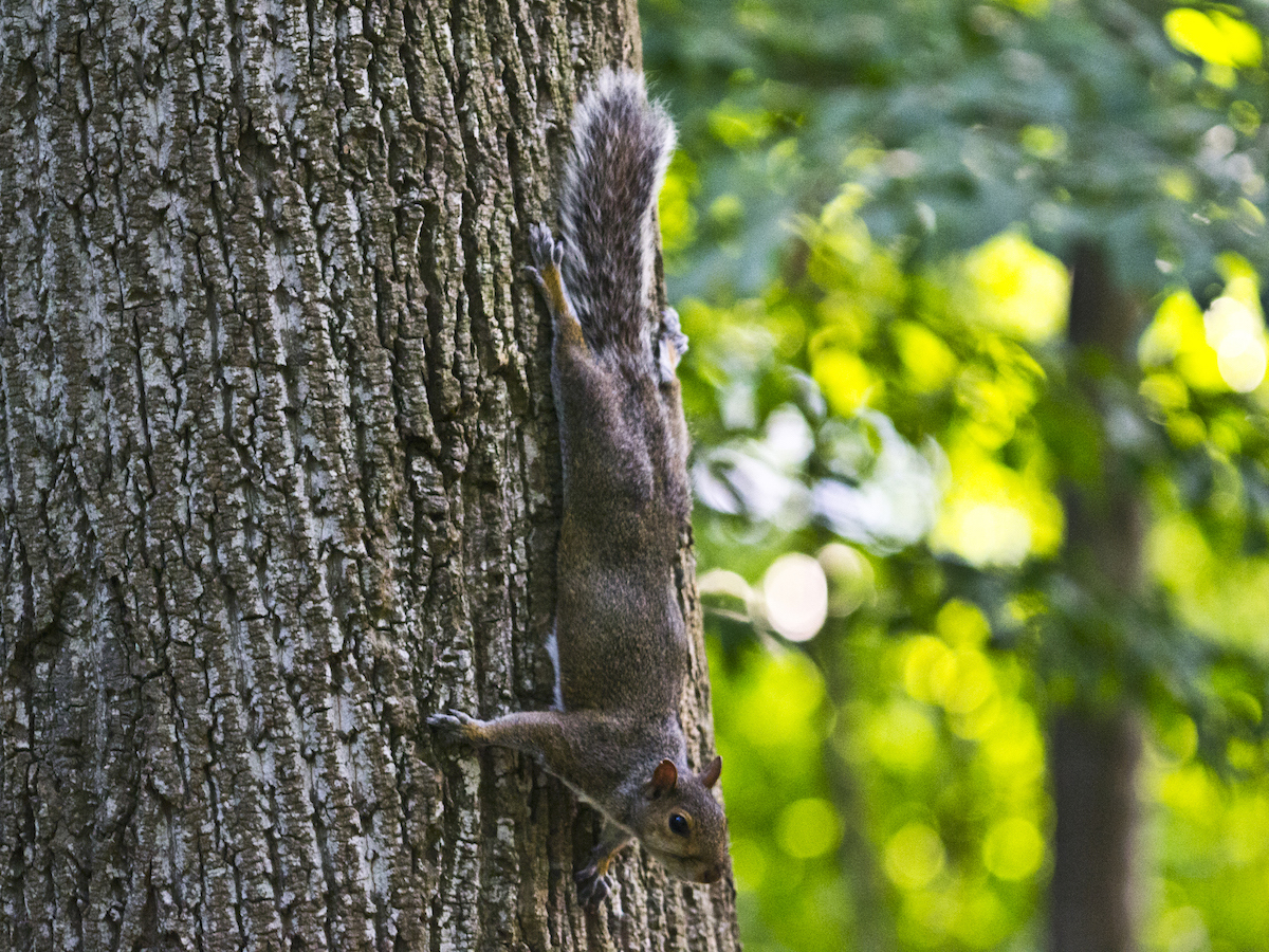 Tree Squirrels Sciurus spp. Tamiasciurus spp.