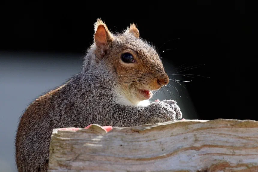 Tree Squirrels