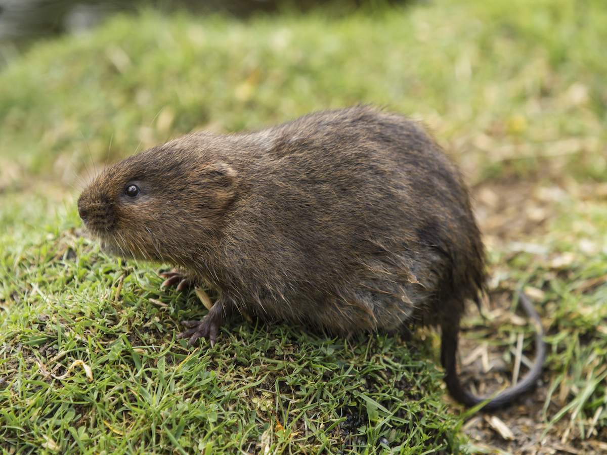 Voles Microtus spp.