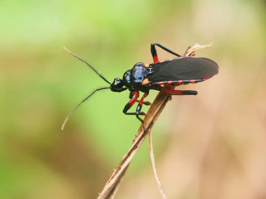 Assassin Bugs