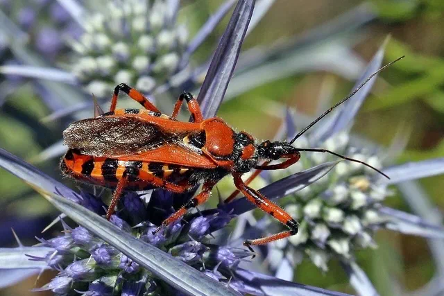 Occasional Invaders