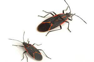 Boxelder Bugs Boisea trivittata (Say)