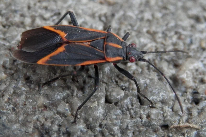 Boxelder Bugs