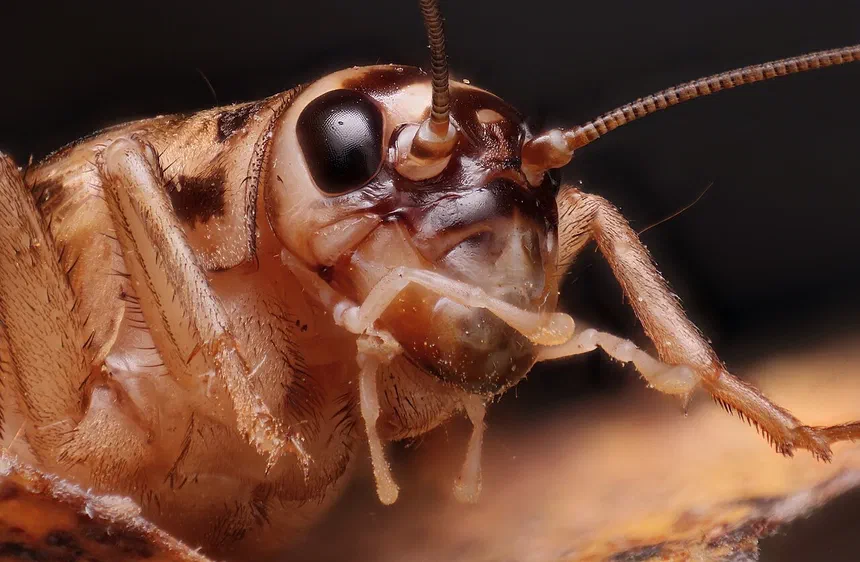 Camel Crickets
