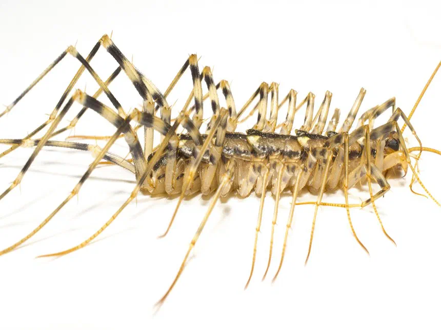 Centipedes