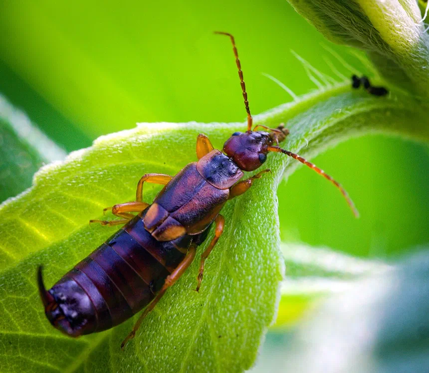 Earwigs