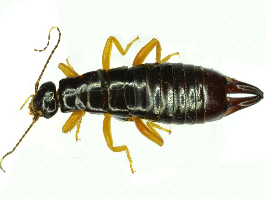 Earwigs Order Dermaptera