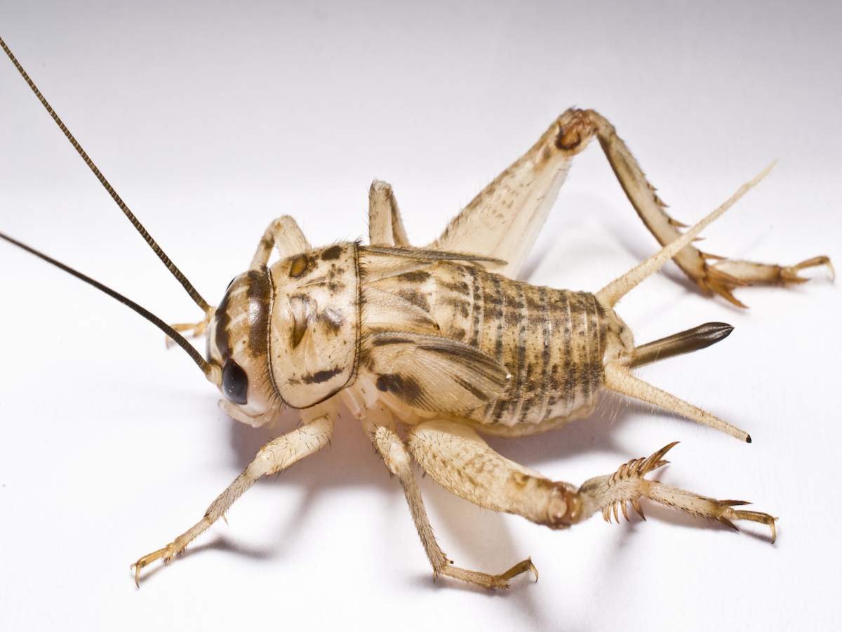 House Crickets Acheta Domesticus (Linnaeus)