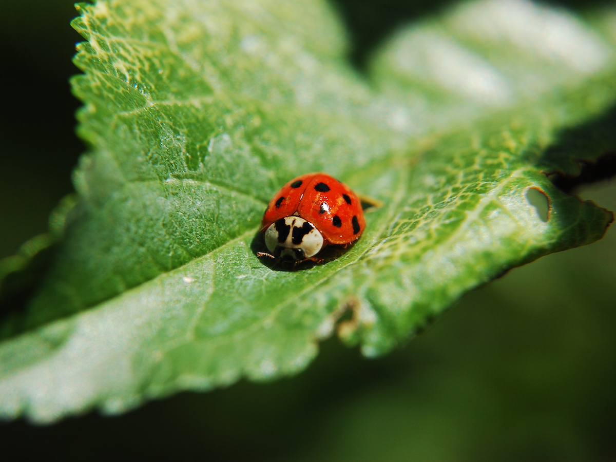Ladybugs Various