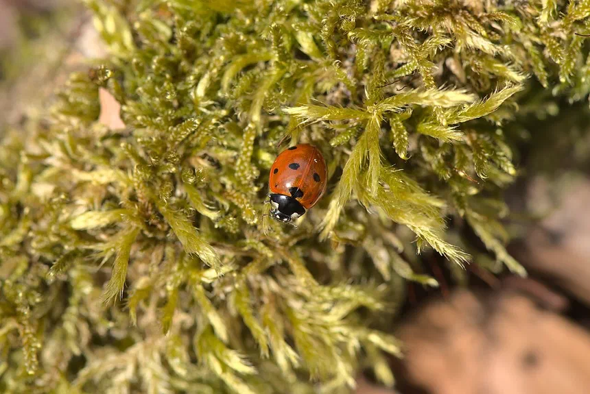 Ladybugs