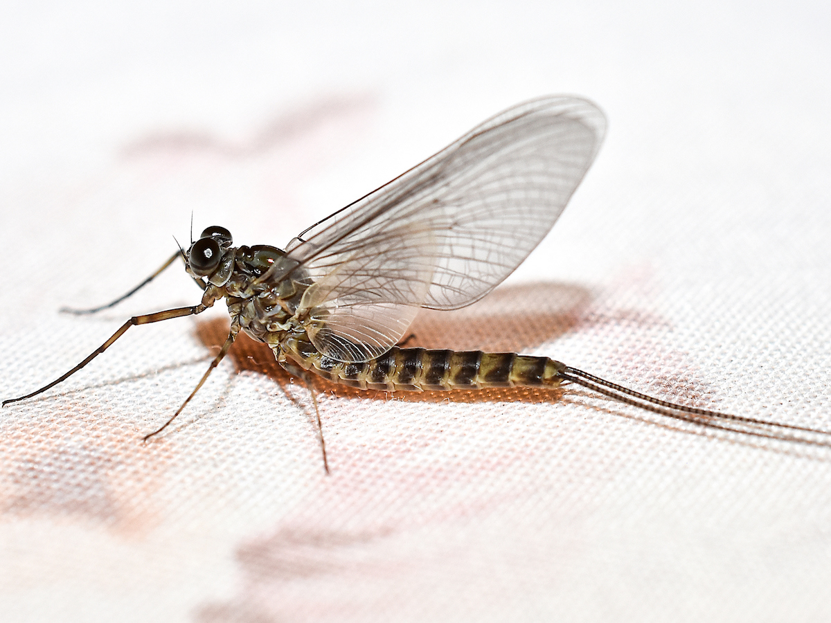 Mayflies Various