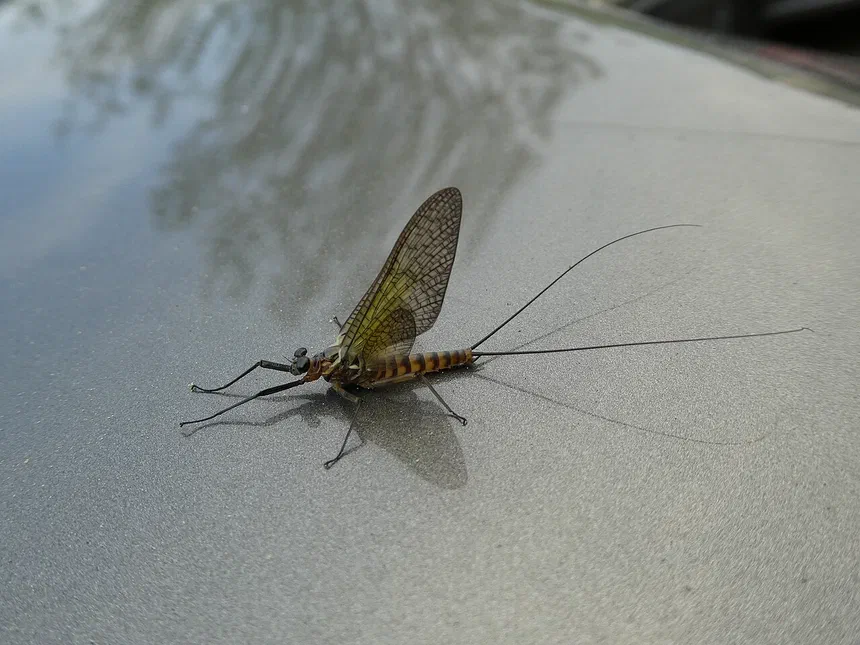 Mayflies
