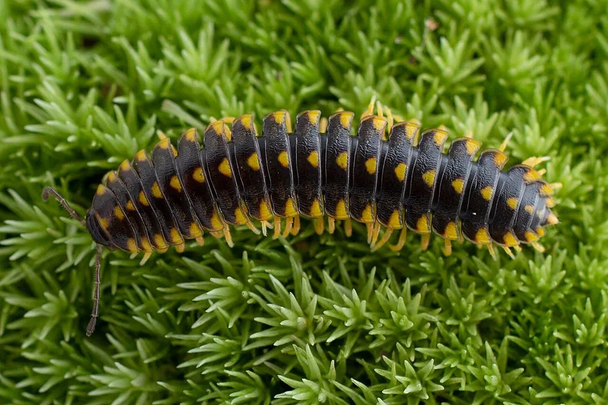 Millipedes