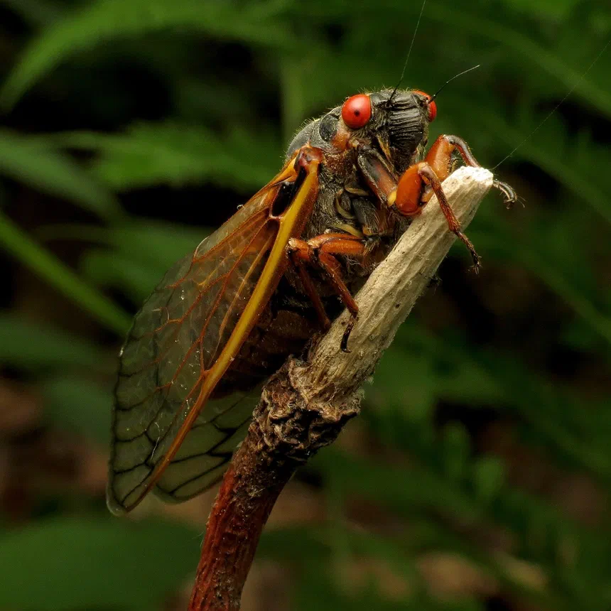 Periodical Cicadas