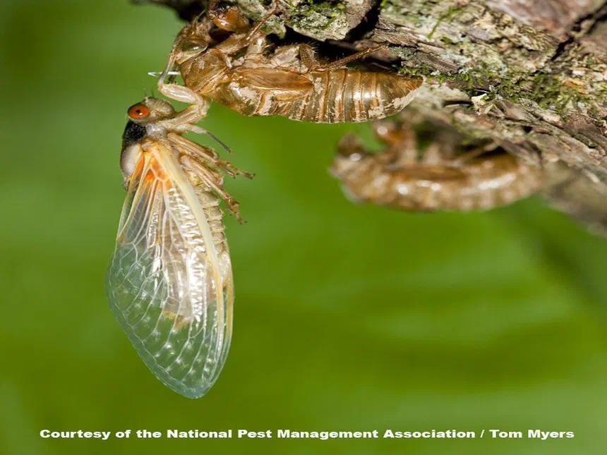 Periodical Cicadas Magicicada