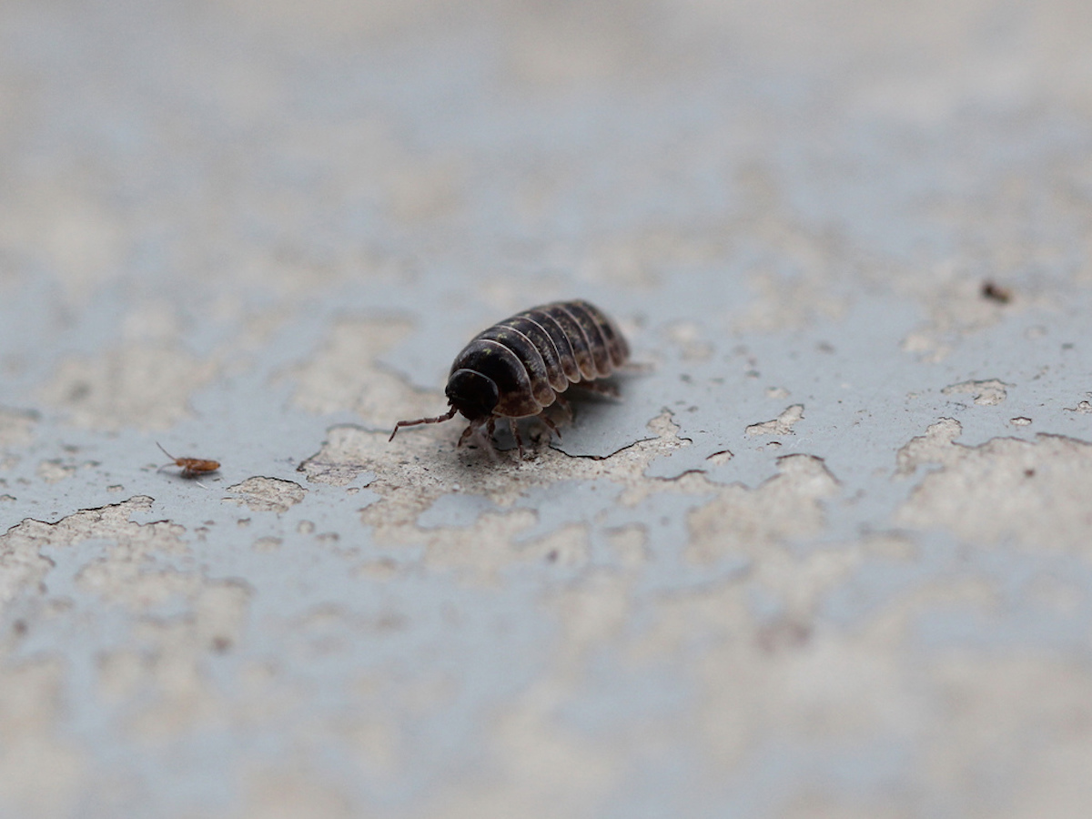 Pillbugs (Rollie Pollies)