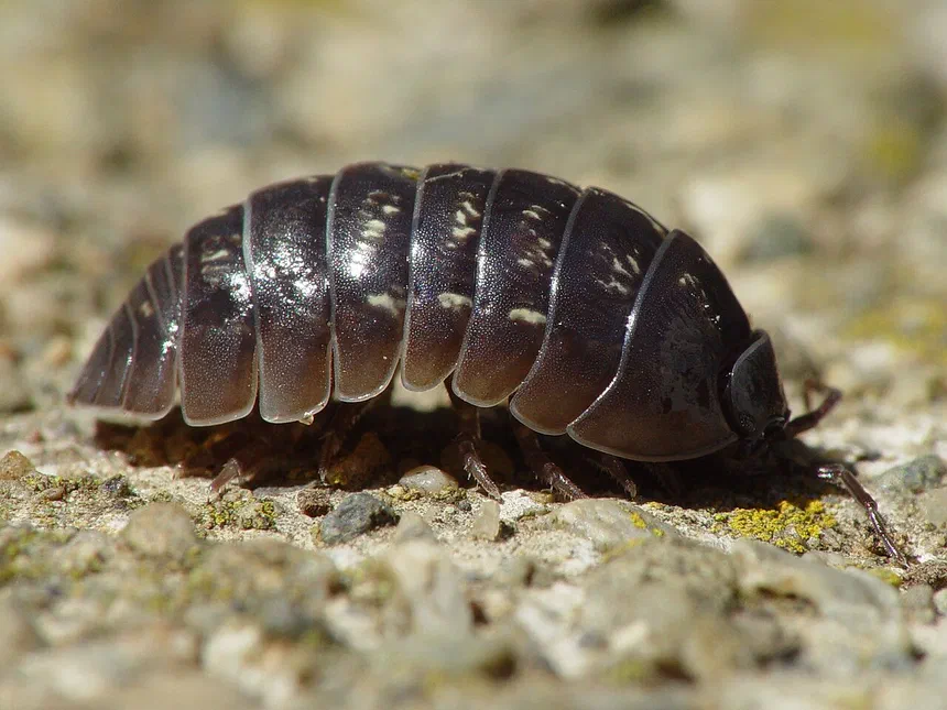 Pillbugs (Rollie Pollies)
