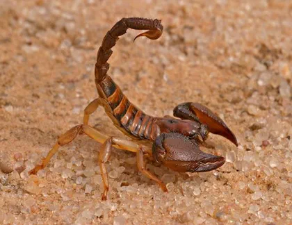 Scorpions Various