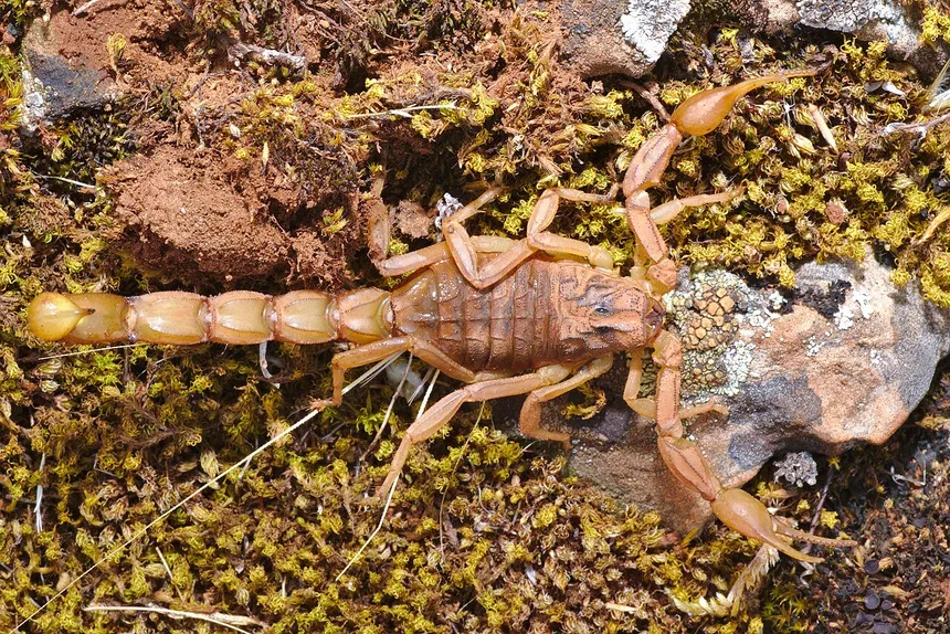 Scorpions