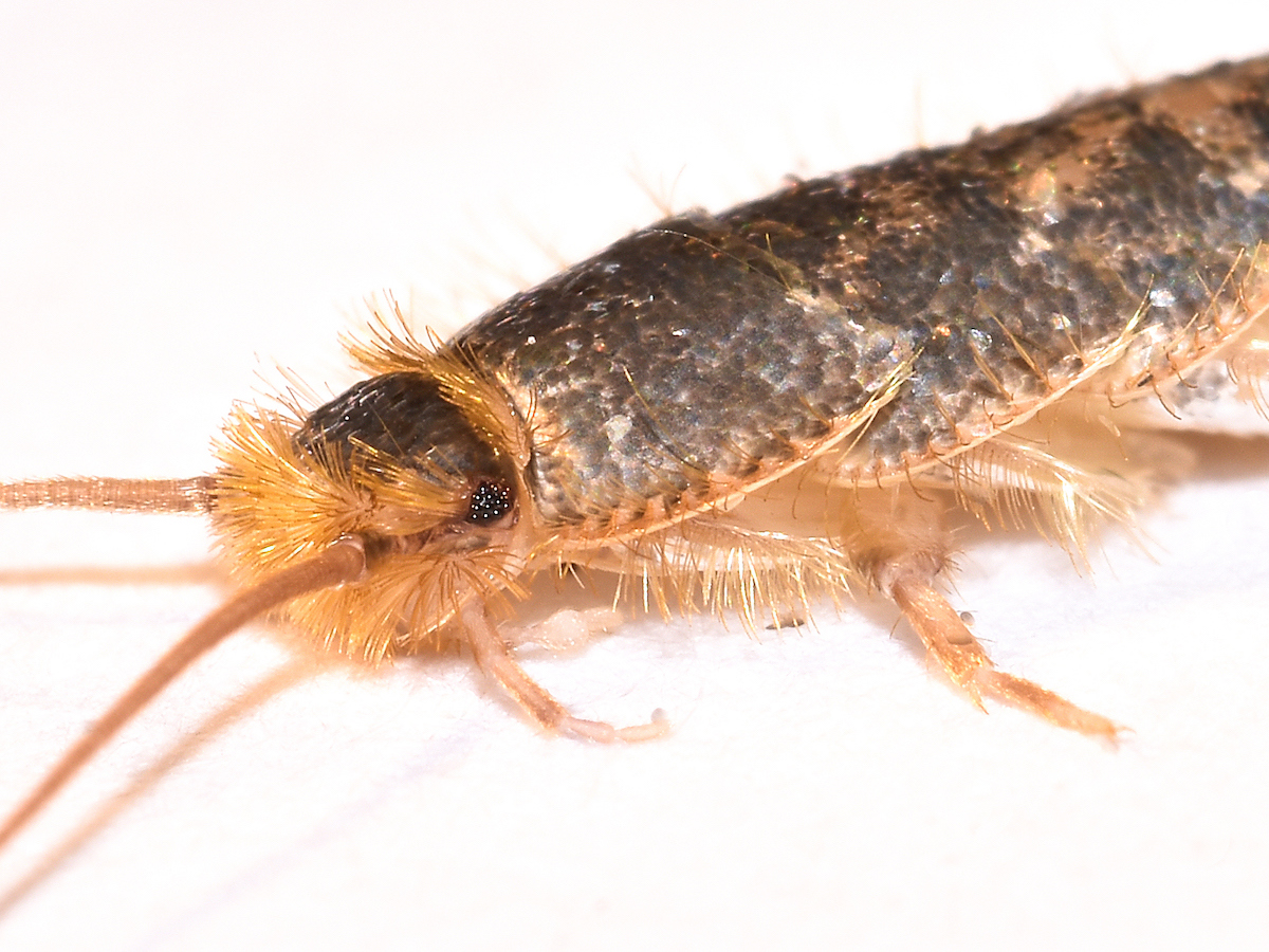 Silverfish Lespisma sacchrina (Linnaeus)