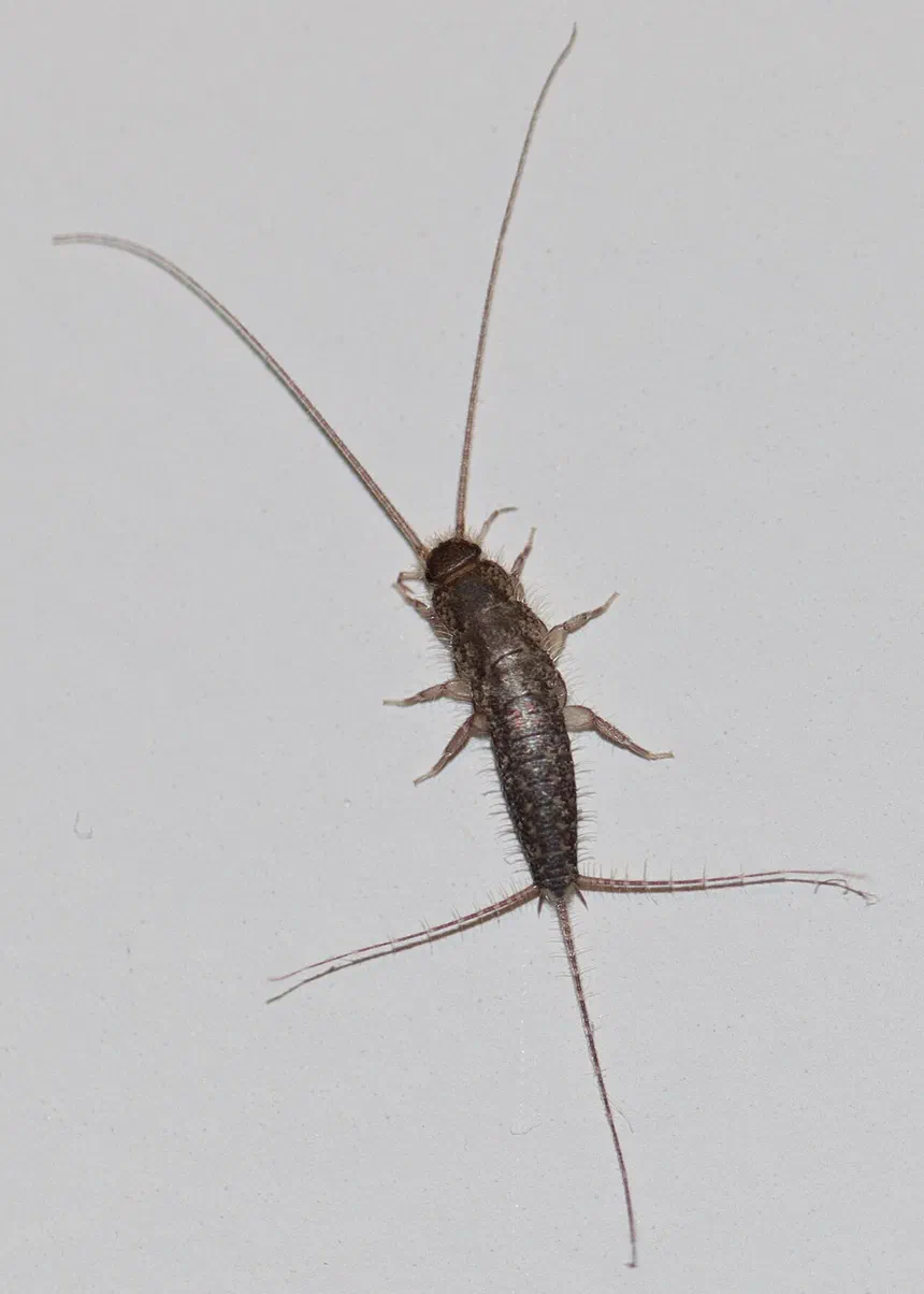 Silverfish