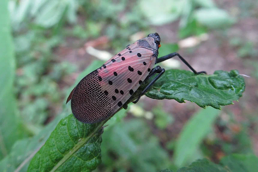 Spotted Lanternfly