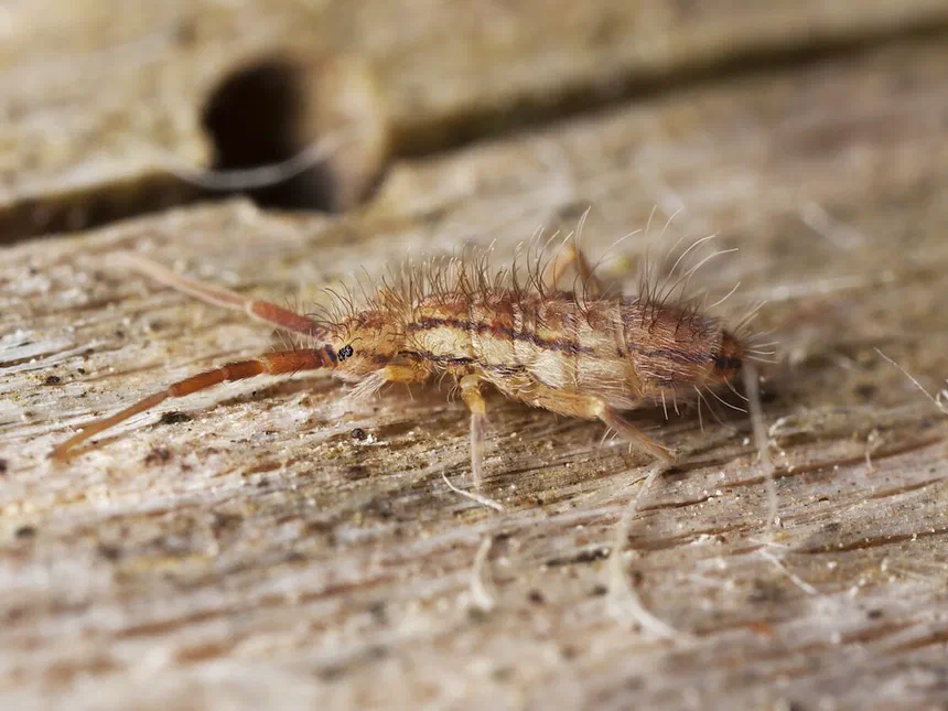 Springtails Various species in the order Collembola
