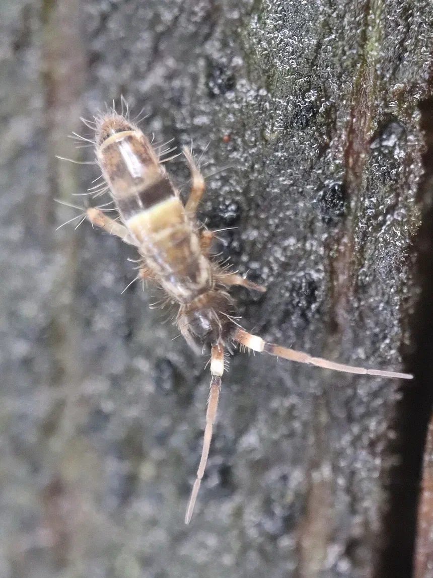 Springtails