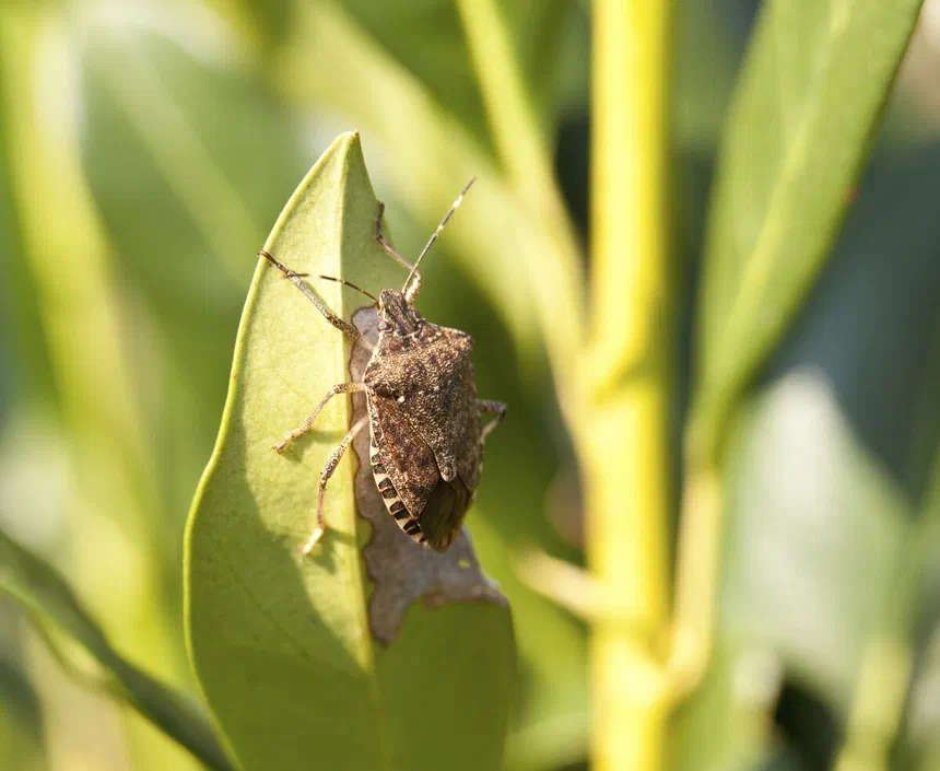 Stink Bugs