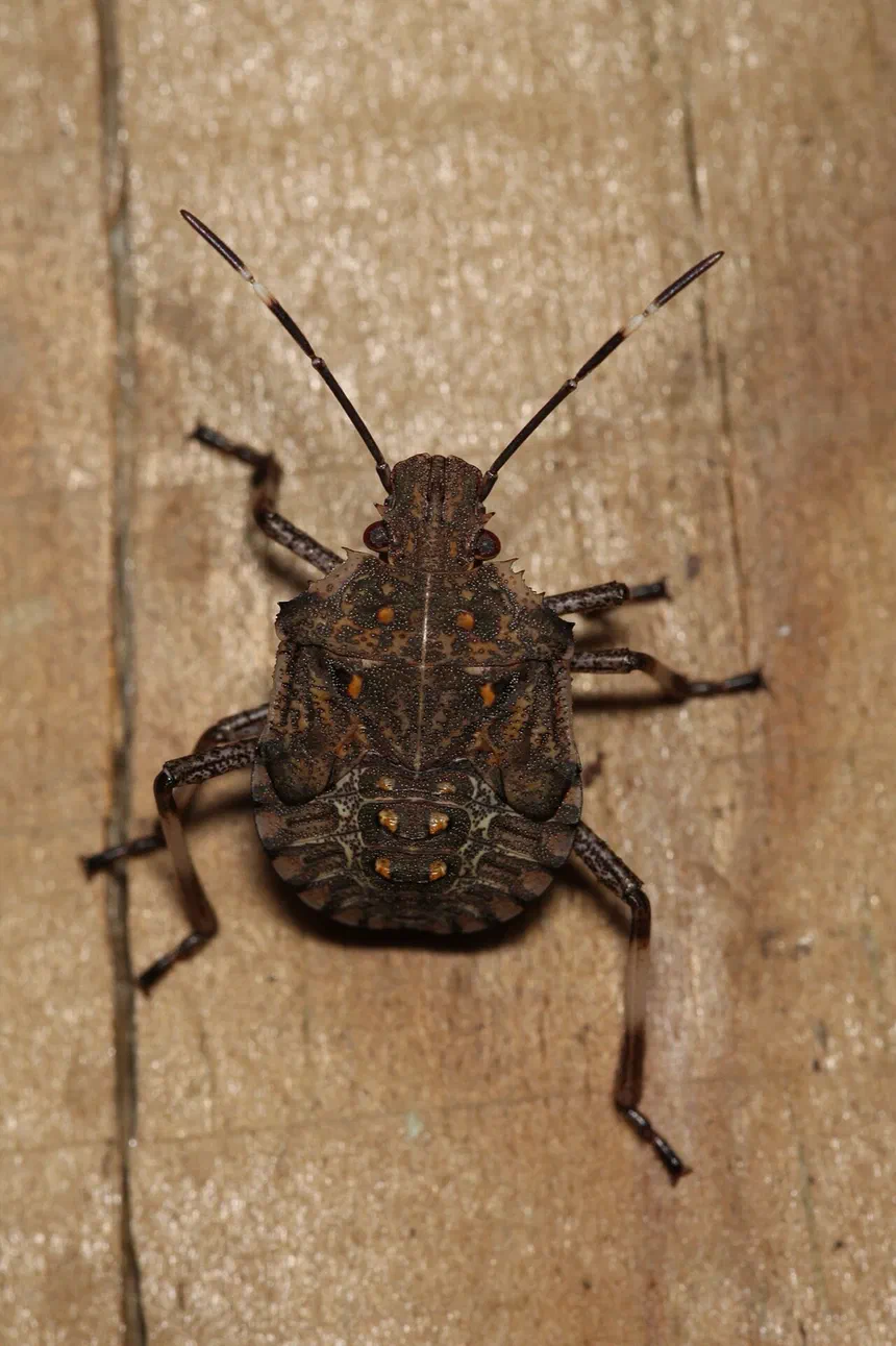 Stink Bugs