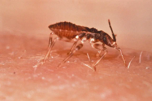 Other Pests