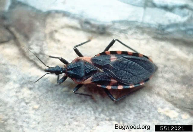 Other Pests