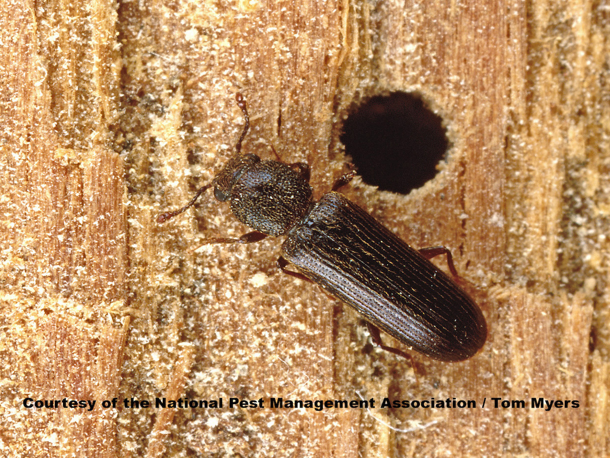 Powderpost Beetles