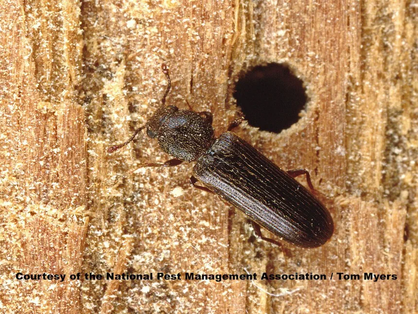 Powderpost Beetles