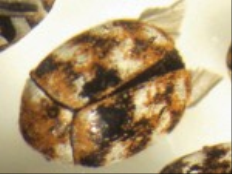 Varied Carpet Beetles