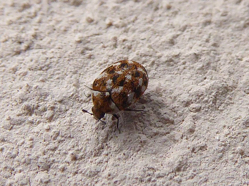 Varied Carpet Beetles