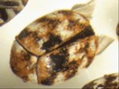 Varied Carpet Beetles