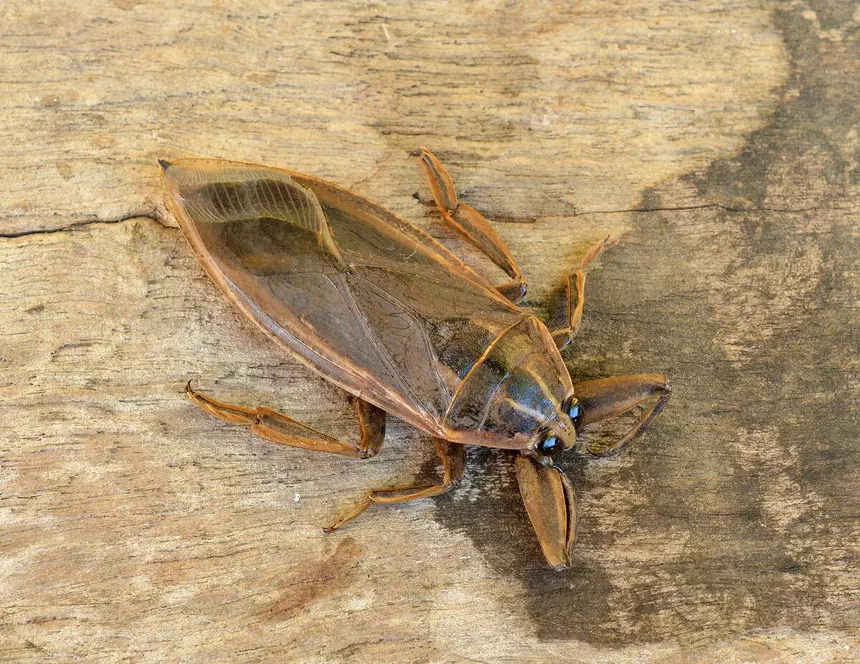 Giant Water Bugs