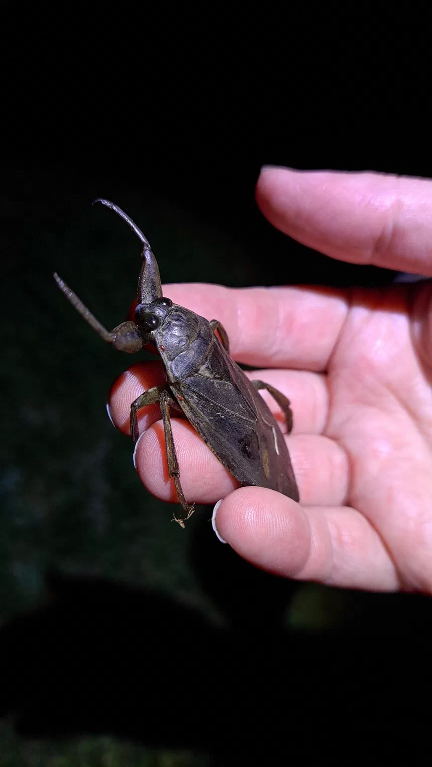Giant Water Bugs