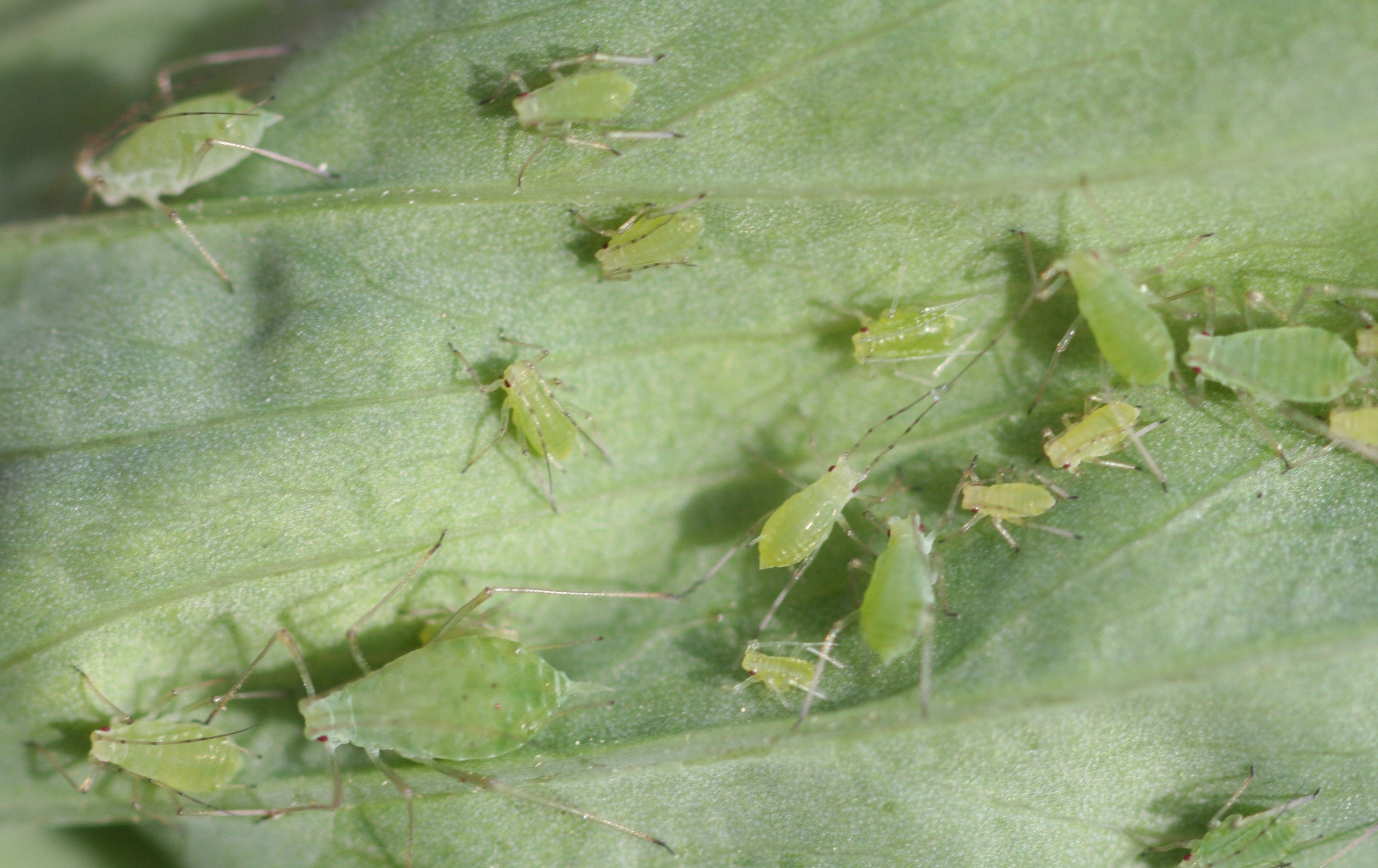 Aphids