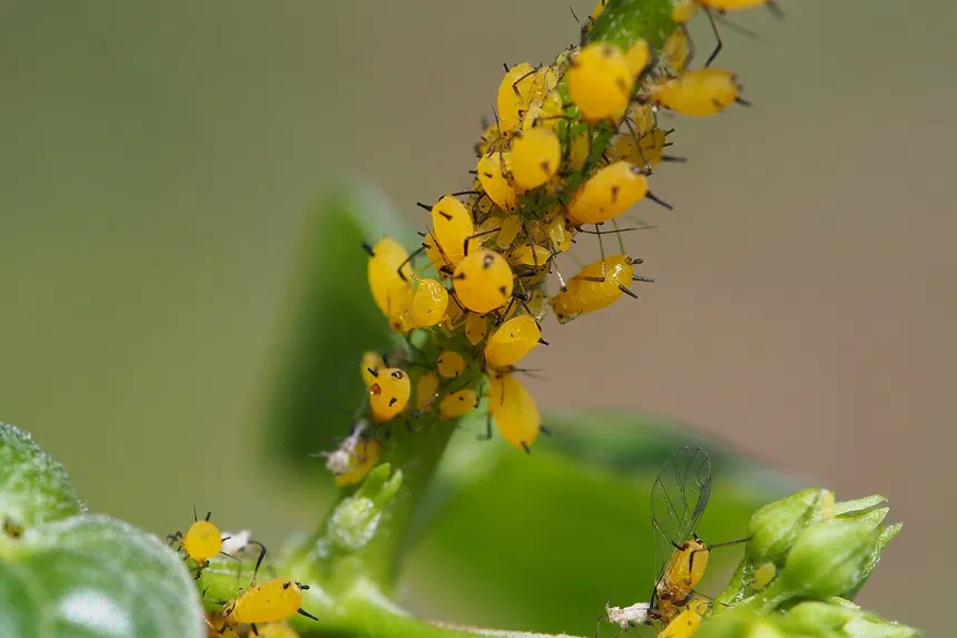 Aphids